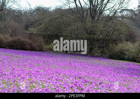 Masse di croci viola luminosi in un giardino sotto il sole di primavera Foto Stock