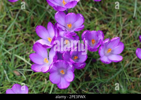 Primo piano di croci viola luminosi in un giardino sotto il sole primaverile Foto Stock