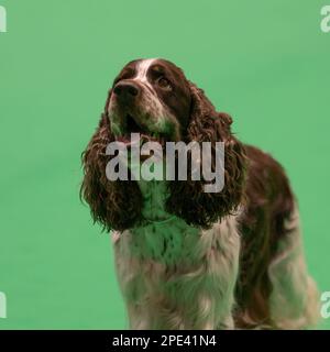 Inglese Springer Spaniel al Crufts Dog Show 2023 Foto Stock