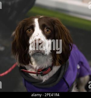 Inglese Springer Spaniel al Crufts Dog Show 2023 Foto Stock