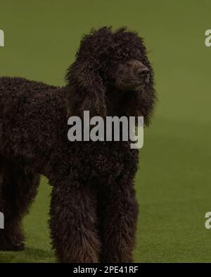 Un barbatuffo standard marrone al Crufts Dog Show Foto Stock