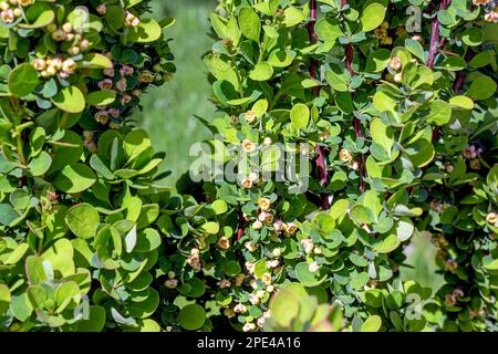 Verde brillante Thunbergs Barberry (Berberis Thunbergii Erecta) foglie e fiori in fiore nel giardino in primavera. Foto Stock