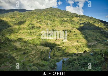 Vista panoramica sulle risaie a terrazza di Banaue nelle Filippine sulle maestose colline circondate da cespugli di alberi. Foto Stock