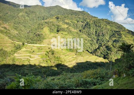 Vista panoramica sulle risaie a terrazza di Banaue nelle Filippine sulle maestose colline circondate da cespugli di alberi. Foto Stock