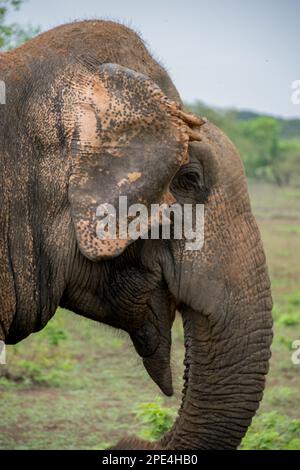 Un maestoso elefante dello Sri Lanka nella bellezza selvaggia del Parco Nazionale di Yala Foto Stock