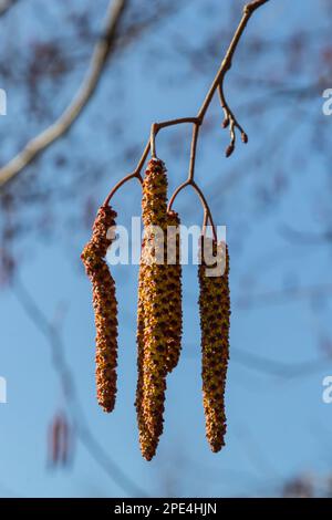 Ontano europeo, Alnus glutinosa, ramo con cetriolini femmine maturi, cetriolini maschi in fiore e germogli su fondo morbido, fuoco selettivo. Foto Stock