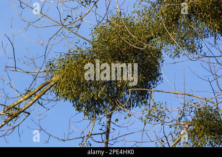 Un albero malato appassito attaccato da vischio, vischio. Sono arbusti emiparassitari legnosi e obligate. Foto Stock