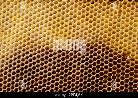 Texture di sfondo e il modello di una sezione di cera Favo di miele da un alveare riempito con miele dorato in un frame completo vista. Foto Stock