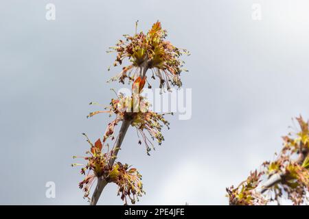 Box Elder, Acer negundo, fiore. Infiorescenza del vecchio del box in primavera. Primo piano. Foto Stock