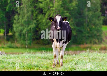 Holstein bovini friesiani. Una mucca bianca e nera pascola su un pascolo verde. Foto Stock