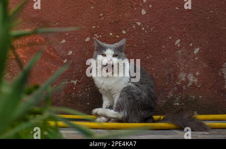 Cute gatto sbadiglio con bocca aperta all'aperto al tramonto. Gattino sbadiglio seduto nel cortile. Foto Stock