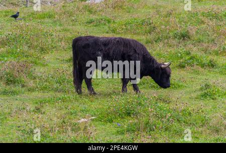 Mucca delle Highland in un campo. Bestiame delle Highland. Una vacca pelosa nera che pascola su un pascolo naturale tra i fiori. Prato verde. Mucca cornea. Foto Stock