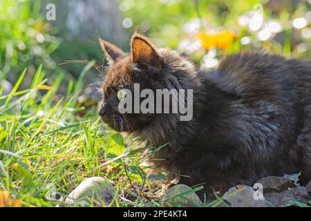 Spazio sicuro per gli animali domestici prima di uscire. Gatto sorpreso è fuori nel giardino per la prima volta. Foto Stock