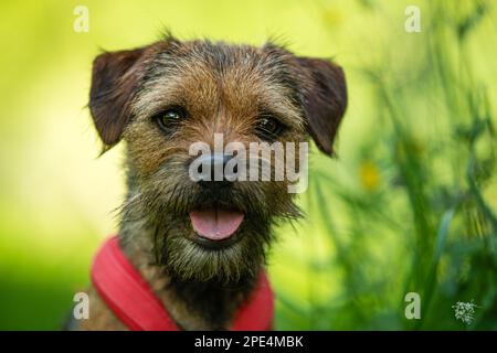 Confine terrier cane in un prato primavera guarda in lontananza Foto Stock