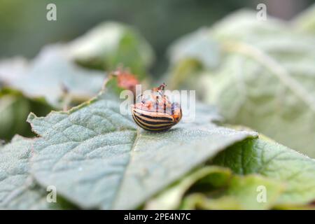 Distrutto Colorado scarabeo di patate su una foglia di patate verde Foto Stock