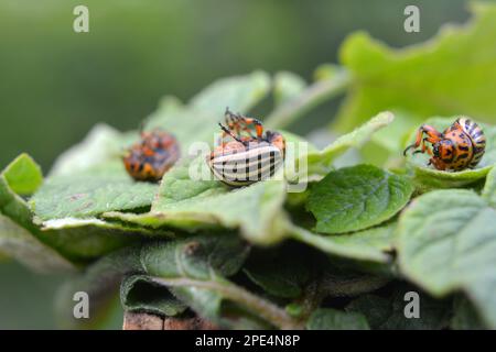 Distrutto Colorado scarabeo di patate su una foglia di patate verde Foto Stock