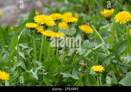 Il dente di leone (Taraxacum officinale) cresce in natura in primavera Foto Stock