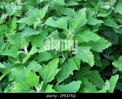 In natura, il campo cresce una quinoa (Chenopodium) Foto Stock