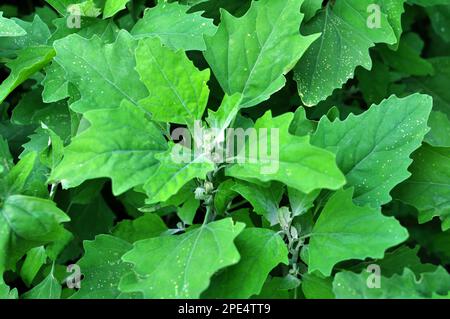 In natura, il campo cresce una quinoa (Chenopodium) Foto Stock