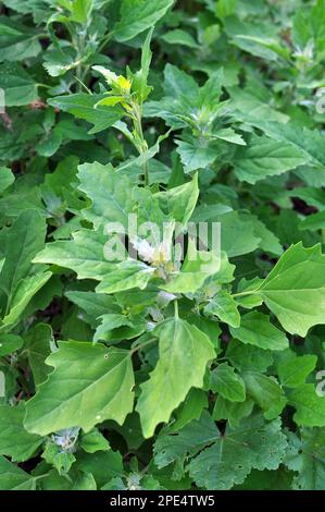 In natura, il campo cresce una quinoa (Chenopodium) Foto Stock