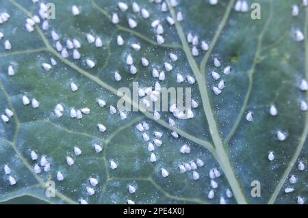 Farfalla molto nociva bianca (Aleyrodes proletella) sulla pianta Foto Stock