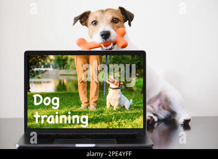 Il cane intelligente si siede dietro il computer. Concetto di addestramento del cane in linea. Foto Stock
