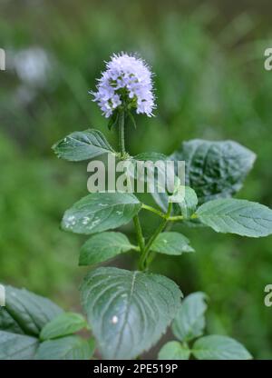 La menta d'acqua (Mennha aquatica) cresce nel selvaggio vicino ad un bacino idrico Foto Stock