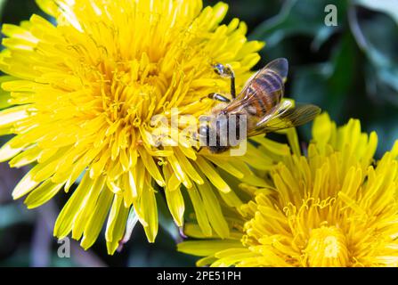 Primo piano della femmina dell'ape da miniera a zampe gialle, Andena flavipes su un fiore giallo di dente di leone, Taraxacum officinale. Foto Stock