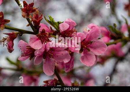 Rami di pesca densamente ricoperti di fiori rosa - abbondante fioritura dell'albero da frutto. Foto Stock