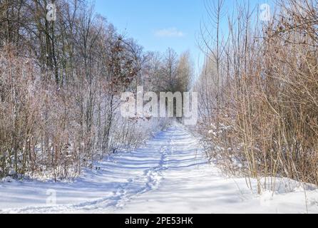 Verschneiter Waldweg beim Gastlichen Dorf im Winter Foto Stock
