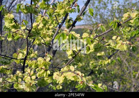 In primavera, un olmo cresce e fiorisce in natura Foto Stock