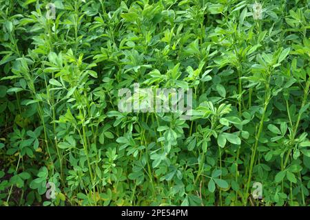 Nel campo primaverile cresce la giovane erba medica Foto Stock