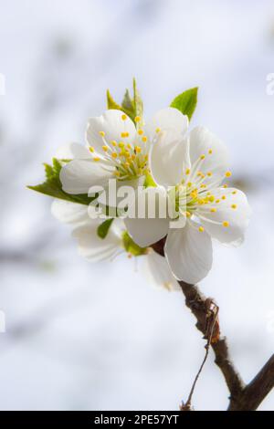 Prunus cerasus fiori di albero fiorito, gruppo di bellissimi petali bianchi crostata nani fiori di ciliegio in fiore contro il cielo blu alla luce del sole. Foto Stock