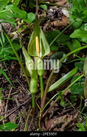 Arum maculatum in habitat. Aka testa di serpente, radice di adder, arum selvatico, giglio di arum, signori-e-Signore, Diavoli e angeli, mucche e tori, pinta di culo, Adamo Foto Stock