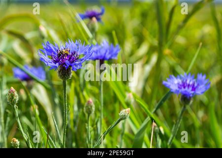 Corn flower, Centaurea cyanus, Asteraceae. Corn flower Herb o bachelor fiore pulsante in giardino. Foto Stock