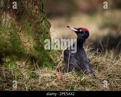 Picchio nero (Dryocopus martius) nel suo ambiente naturale Foto Stock