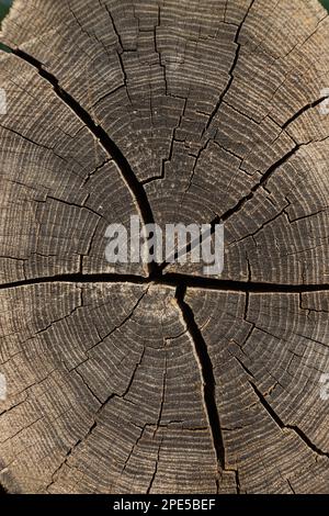 struttura di legno segato con crepe e anelli annuali. Bellissimo sfondo. astratto Foto Stock