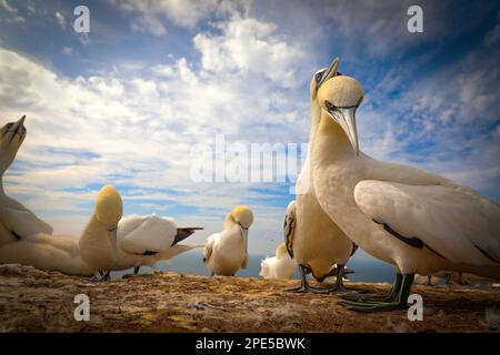 Ritratto gannet nord in natura selvaggia. Sparo di una colonia di terns settentrionali che nidificano in germania. Ritratto di Gannet settentrionale - Sula bassan. Verticale n Foto Stock