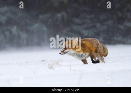 Volpe nella foresta invernale in Boemia Moravo Highland Foto Stock