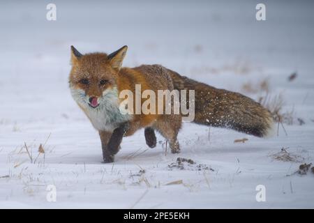 Volpe nella foresta invernale in Boemia Moravo Highland Foto Stock