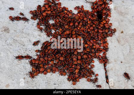 grande colonia di coleotteri rossi e neri su una pietra Foto Stock