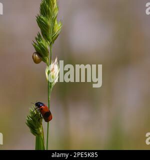 beetle su erba verde primo piano. Insetti, estate. Foto Stock