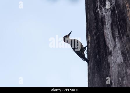 Picchio nero (Melanerpes pucherani) su un albero a Palenque, Messico Foto Stock