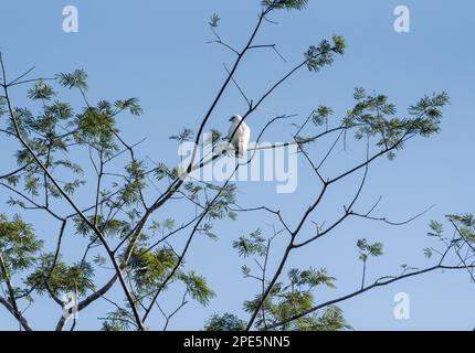 Falco bianco arroccato (Pseudastur albicollis) nello Stato del Chiapas, Messico Foto Stock