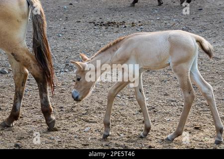 Cavallo przewalski, Cavallo selvatico, i cavalli di Przewalski sono gli unici parenti selvatici di cavalli che vivono ora. Foto Stock