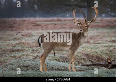 Il giovane fallow stag ha avvistato un cervo femminile Foto Stock