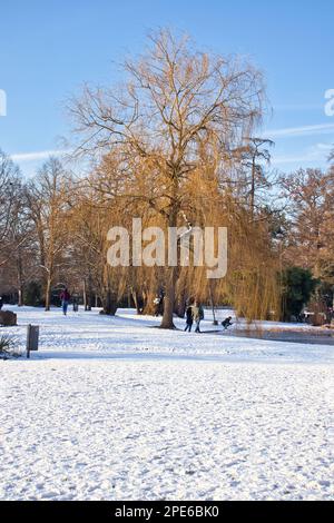 Karlsruhe, Germania - 12 febbraio 2021: Albero vicino a uno stagno nei giardini del Palazzo di Karlsruhe in una giornata invernale soleggiata con neve a terra in Germania. Foto Stock