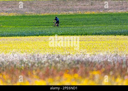 Ciclisti sulla strada nell'Alb Svevo, prati colorati, paesaggio ricco di fiori selvatici, Lenningen, Baden-Wuerttemberg, Germania Foto Stock
