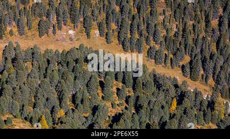 Pineta, vista dalla cima della Seceda, Val Gardena, Dolomiti, Alto Adige, Italia Foto Stock