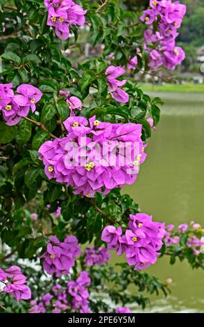 Fiori rosa bougainvillea (Bougainvillea glabra) in giardino Foto Stock
